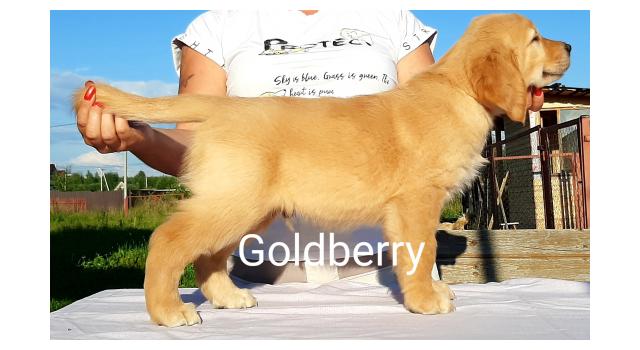 Щенки золотистого ретривера в питомнике Goldberry