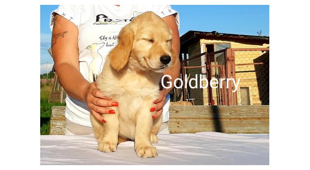 Щенки золотистого ретривера в питомнике Goldberry