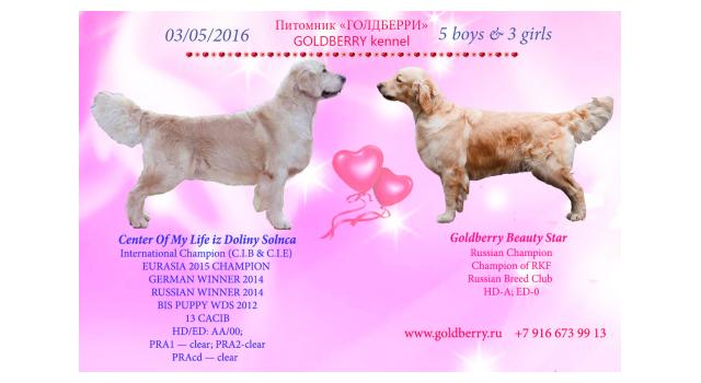 Puppies in Goldberry Kennel