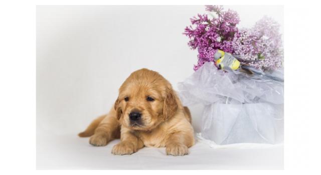 Щенки золотистого ретривера в питомнике Goldberry Щенки золотистого ретривера в питомнике Goldberry