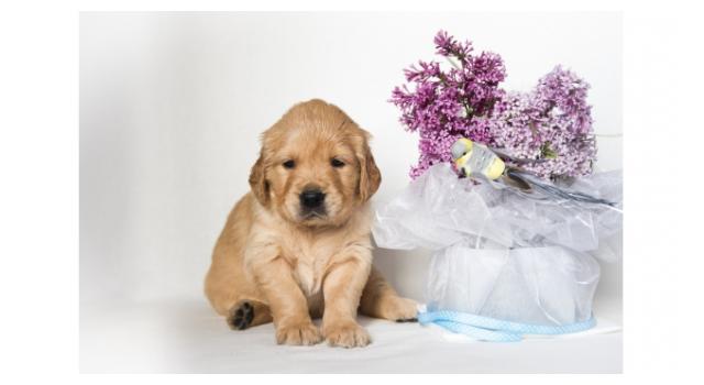 Щенки золотистого ретривера в питомнике Goldberry Щенки золотистого ретривера в питомнике Goldberry