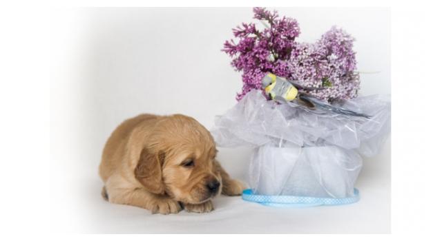 Щенки золотистого ретривера в питомнике Goldberry Щенки золотистого ретривера в питомнике Goldberry