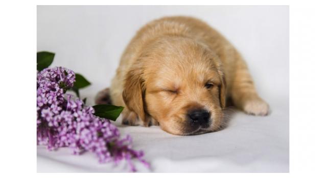 Щенки золотистого ретривера в питомнике Goldberry Щенки золотистого ретривера в питомнике Goldberry