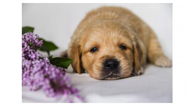 Щенки золотистого ретривера в питомнике Goldberry Щенки золотистого ретривера в питомнике Goldberry