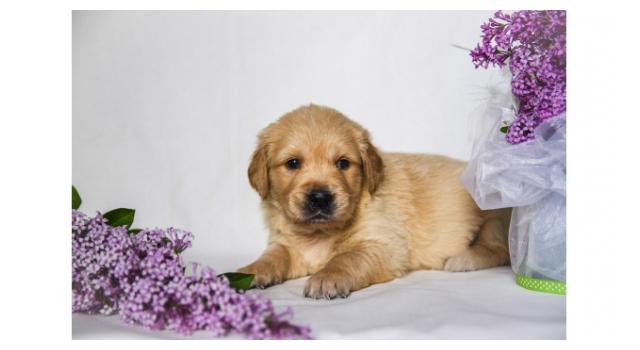 Щенки золотистого ретривера в питомнике Goldberry Щенки золотистого ретривера в питомнике Goldberry