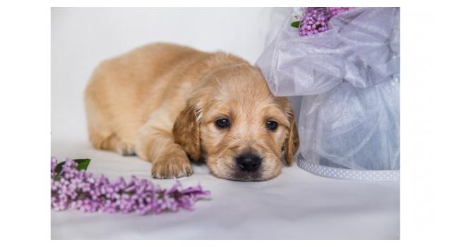 Щенки золотистого ретривера в питомнике Goldberry Щенки золотистого ретривера в питомнике Goldberry