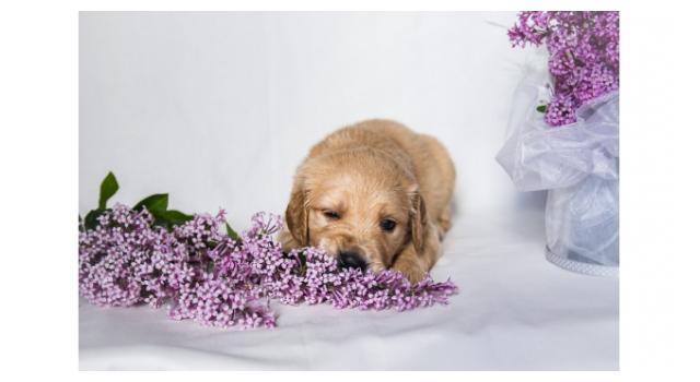 Щенки золотистого ретривера в питомнике Goldberry Щенки золотистого ретривера в питомнике Goldberry