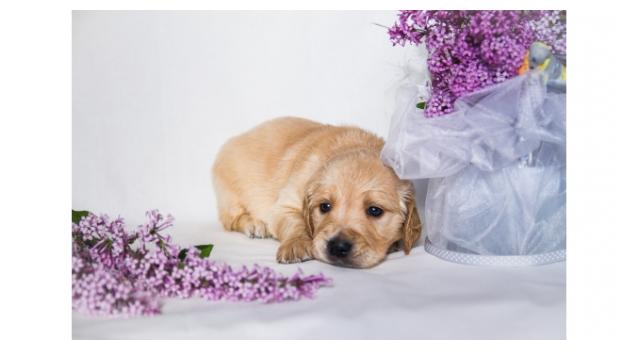 Щенки золотистого ретривера в питомнике Goldberry Щенки золотистого ретривера в питомнике Goldberry