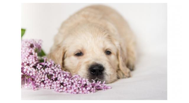 Щенки золотистого ретривера в питомнике Goldberry Щенки золотистого ретривера в питомнике Goldberry