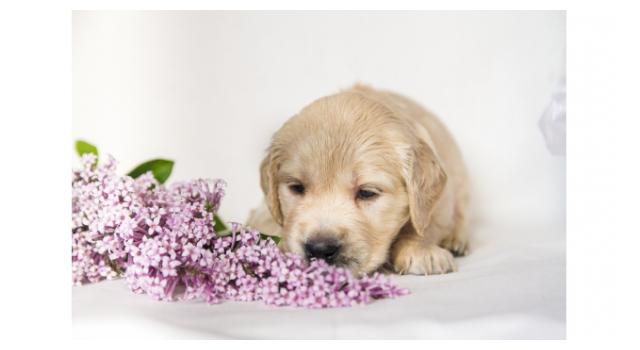 Щенки золотистого ретривера в питомнике Goldberry Щенки золотистого ретривера в питомнике Goldberry