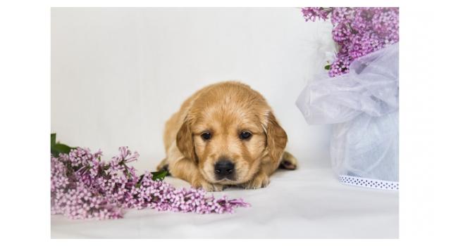 Щенки золотистого ретривера в питомнике Goldberry Щенки золотистого ретривера в питомнике Goldberry