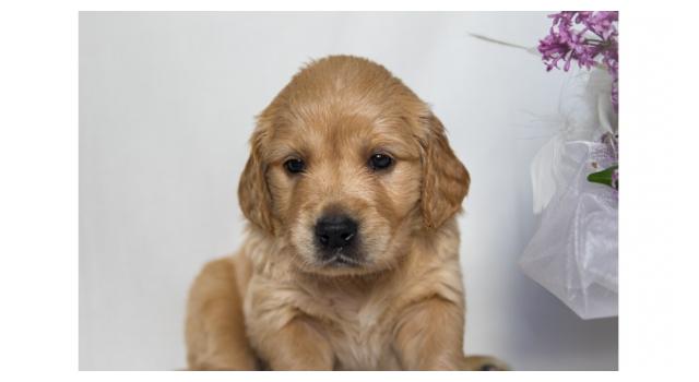 Щенки золотистого ретривера в питомнике Goldberry Щенки золотистого ретривера в питомнике Goldberry