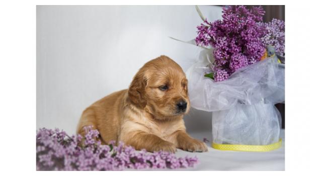 Щенки золотистого ретривера в питомнике Goldberry Щенки золотистого ретривера в питомнике Goldberry