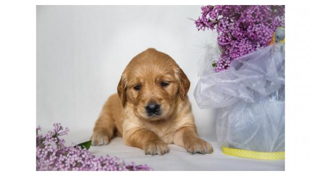 Щенки золотистого ретривера в питомнике Goldberry Щенки золотистого ретривера в питомнике Goldberry