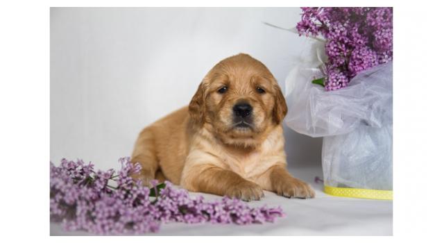 Щенки золотистого ретривера в питомнике Goldberry Щенки золотистого ретривера в питомнике Goldberry