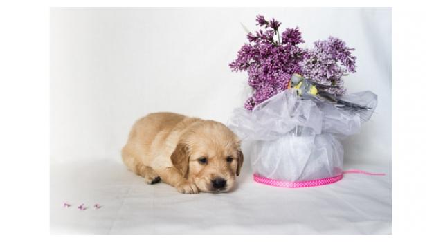 Щенки золотистого ретривера в питомнике Goldberry Щенки золотистого ретривера в питомнике Goldberry