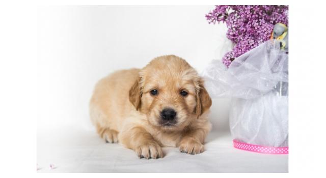 Щенки золотистого ретривера в питомнике Goldberry Щенки золотистого ретривера в питомнике Goldberry