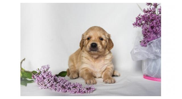 Щенки золотистого ретривера в питомнике Goldberry Щенки золотистого ретривера в питомнике Goldberry