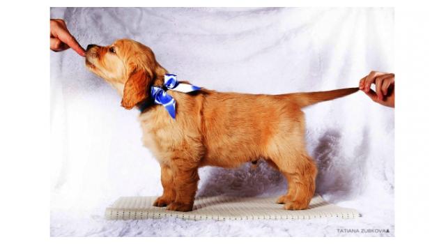 Щенки золотистого ретривера в питомнике Goldberry Щенки золотистого ретривера в питомнике Goldberry