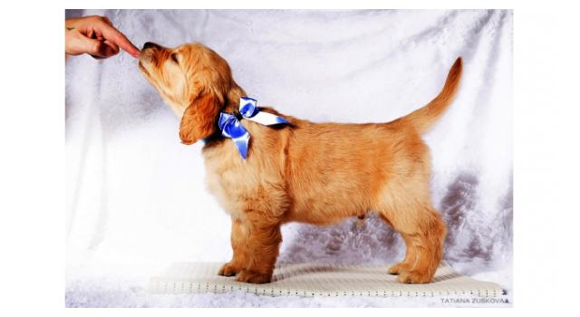 Щенки золотистого ретривера в питомнике Goldberry Щенки золотистого ретривера в питомнике Goldberry