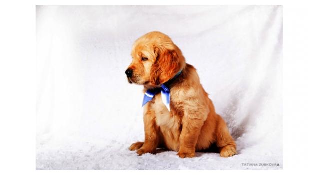 Щенки золотистого ретривера в питомнике Goldberry Щенки золотистого ретривера в питомнике Goldberry