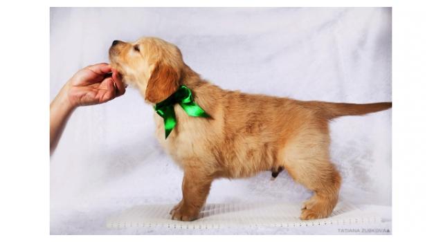 Щенки золотистого ретривера в питомнике Goldberry Щенки золотистого ретривера в питомнике Goldberry