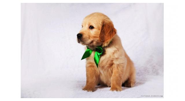 Щенки золотистого ретривера в питомнике Goldberry Щенки золотистого ретривера в питомнике Goldberry