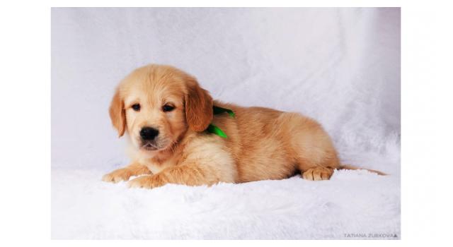 Щенки золотистого ретривера в питомнике Goldberry Щенки золотистого ретривера в питомнике Goldberry