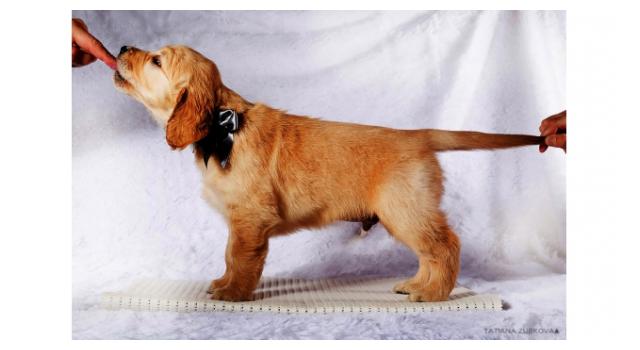 Щенки золотистого ретривера в питомнике Goldberry Щенки золотистого ретривера в питомнике Goldberry