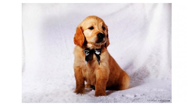 Щенки золотистого ретривера в питомнике Goldberry Щенки золотистого ретривера в питомнике Goldberry