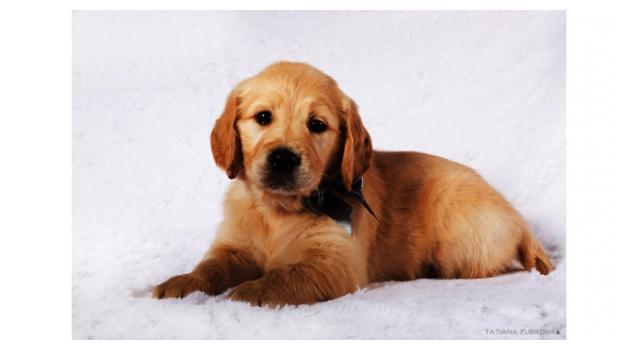 Щенки золотистого ретривера в питомнике Goldberry Щенки золотистого ретривера в питомнике Goldberry