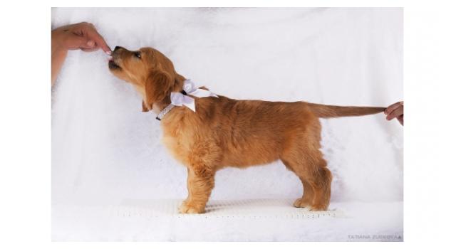 Щенки золотистого ретривера в питомнике Goldberry Щенки золотистого ретривера в питомнике Goldberry