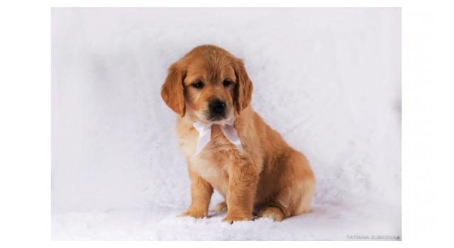 Щенки золотистого ретривера в питомнике Goldberry Щенки золотистого ретривера в питомнике Goldberry