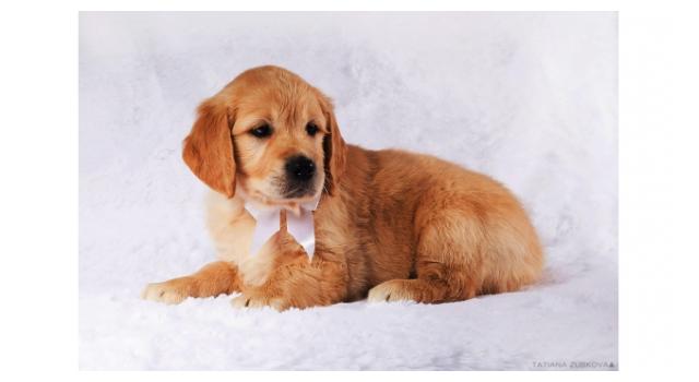 Щенки золотистого ретривера в питомнике Goldberry Щенки золотистого ретривера в питомнике Goldberry