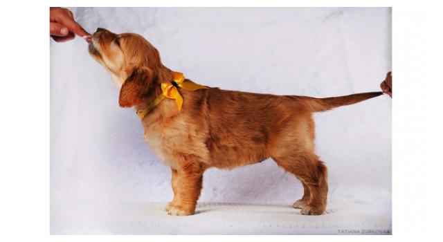 Щенки золотистого ретривера в питомнике Goldberry Щенки золотистого ретривера в питомнике Goldberry