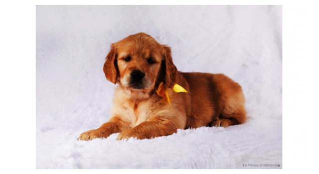 Щенки золотистого ретривера в питомнике Goldberry Щенки золотистого ретривера в питомнике Goldberry