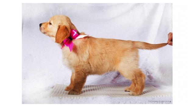 Щенки золотистого ретривера в питомнике Goldberry Щенки золотистого ретривера в питомнике Goldberry