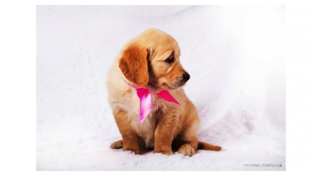 Щенки золотистого ретривера в питомнике Goldberry Щенки золотистого ретривера в питомнике Goldberry