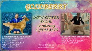 Щенки в питомнике Goldberry