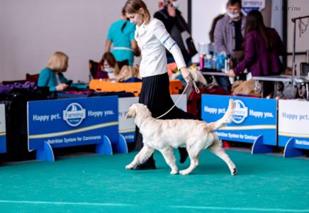 Erudition iz Lesnogo Gorodka 17.10.2021 - International dog show