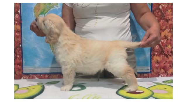 Щенки золотистого ретривера в питомнике Goldberry Щенки золотистого ретривера в питомнике Goldberry