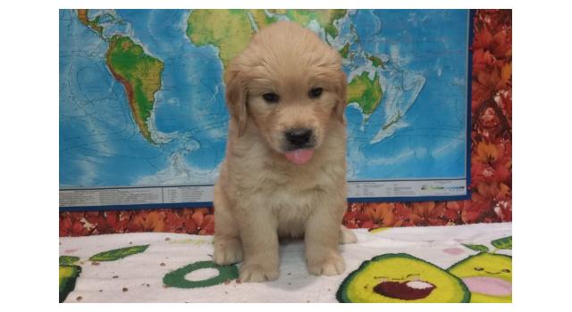 Щенки золотистого ретривера в питомнике Goldberry Щенки золотистого ретривера в питомнике Goldberry