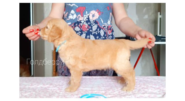 Щенки золотистого ретривера в питомнике Goldberry Щенки золотистого ретривера в питомнике Goldberry