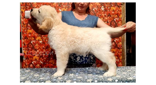 Щенки золотистого ретривера в питомнике Goldberry Щенки золотистого ретривера в питомнике Goldberry