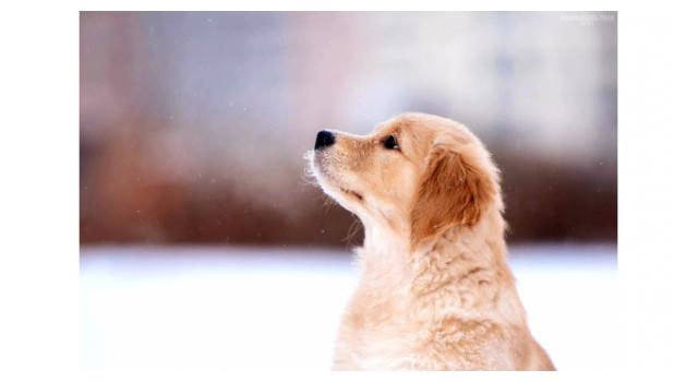 Щенки золотистого ретривера в питомнике Goldberry Щенки золотистого ретривера в питомнике Goldberry