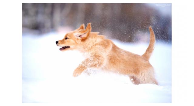 Щенки золотистого ретривера в питомнике Goldberry Щенки золотистого ретривера в питомнике Goldberry