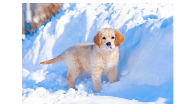 Щенки золотистого ретривера в питомнике Goldberry Щенки золотистого ретривера в питомнике Goldberry