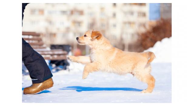 Щенки золотистого ретривера в питомнике Goldberry Щенки золотистого ретривера в питомнике Goldberry