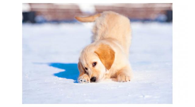 Щенки золотистого ретривера в питомнике Goldberry Щенки золотистого ретривера в питомнике Goldberry