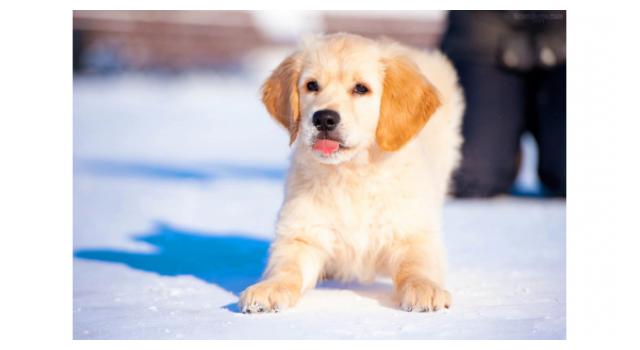 Щенки золотистого ретривера в питомнике Goldberry Щенки золотистого ретривера в питомнике Goldberry